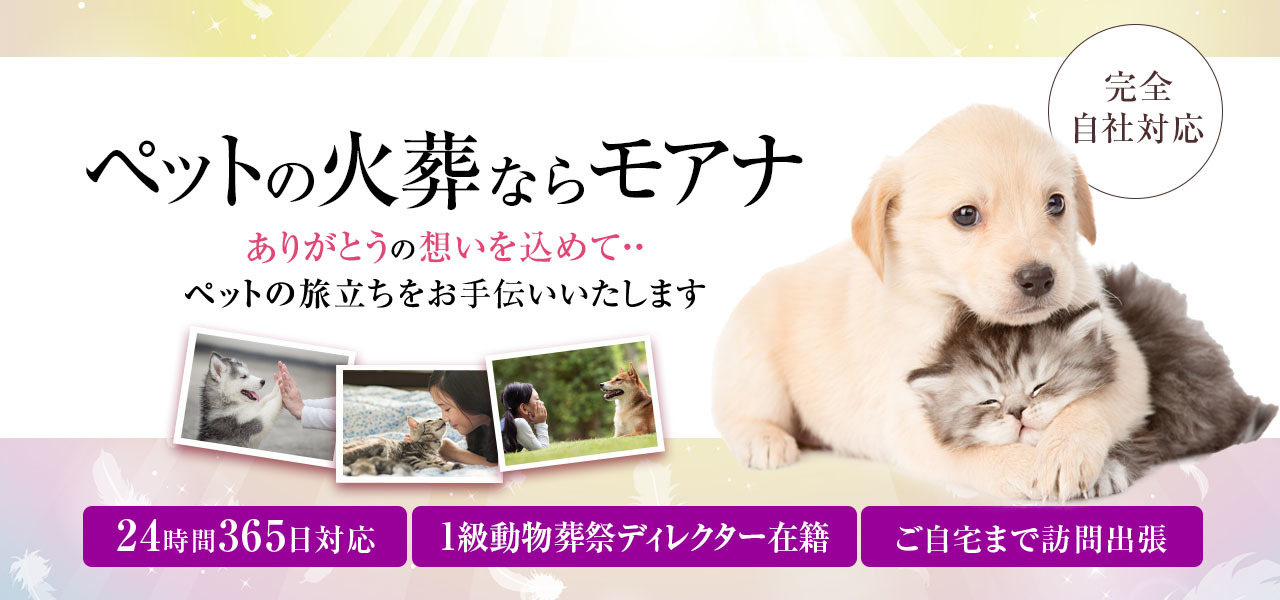 モアナのヘッダー画像