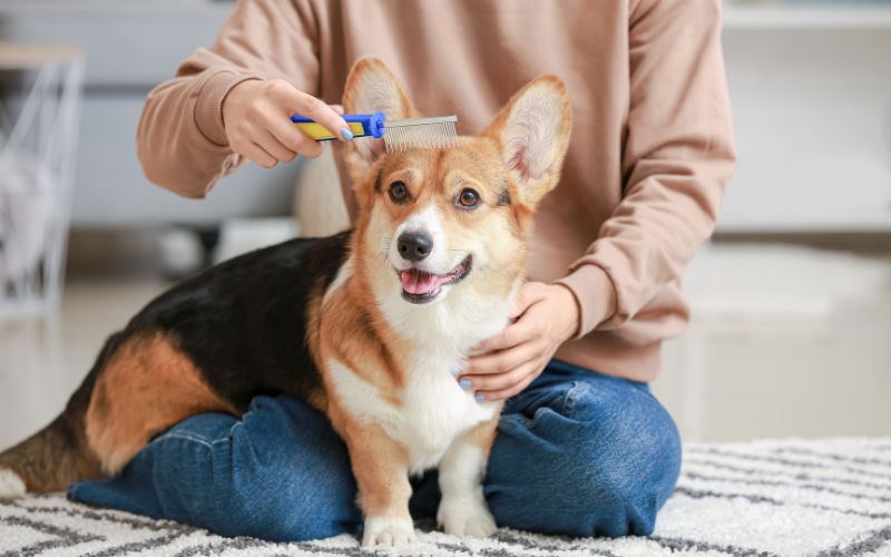 ブラッシングされる犬