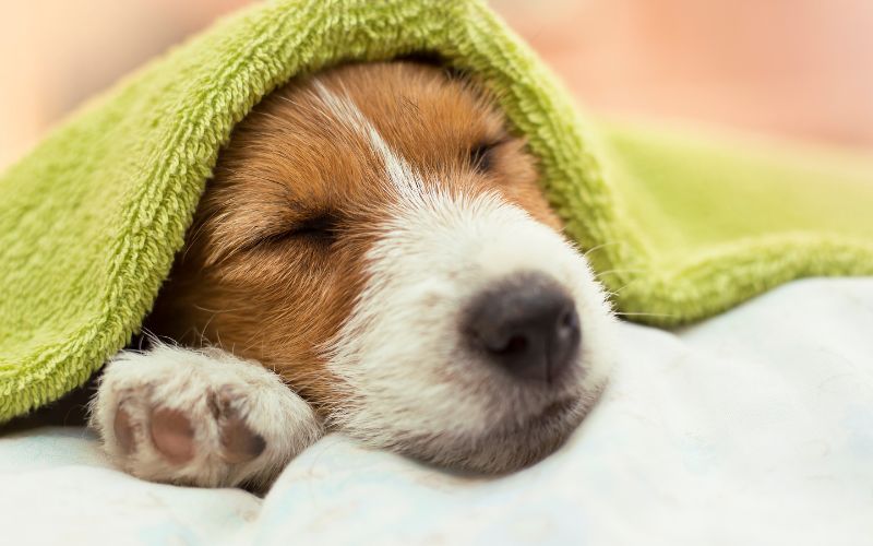 タオルにくるまれる犬